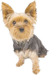 Veterinary services for your pet10