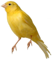 Veterinary services for your pet14